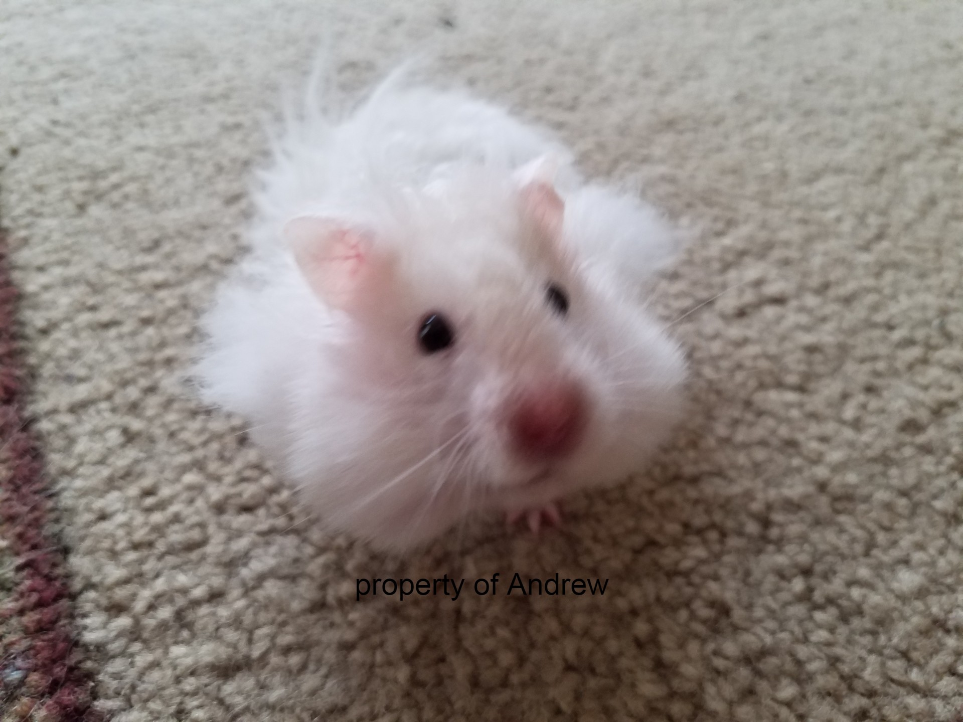 hamster
