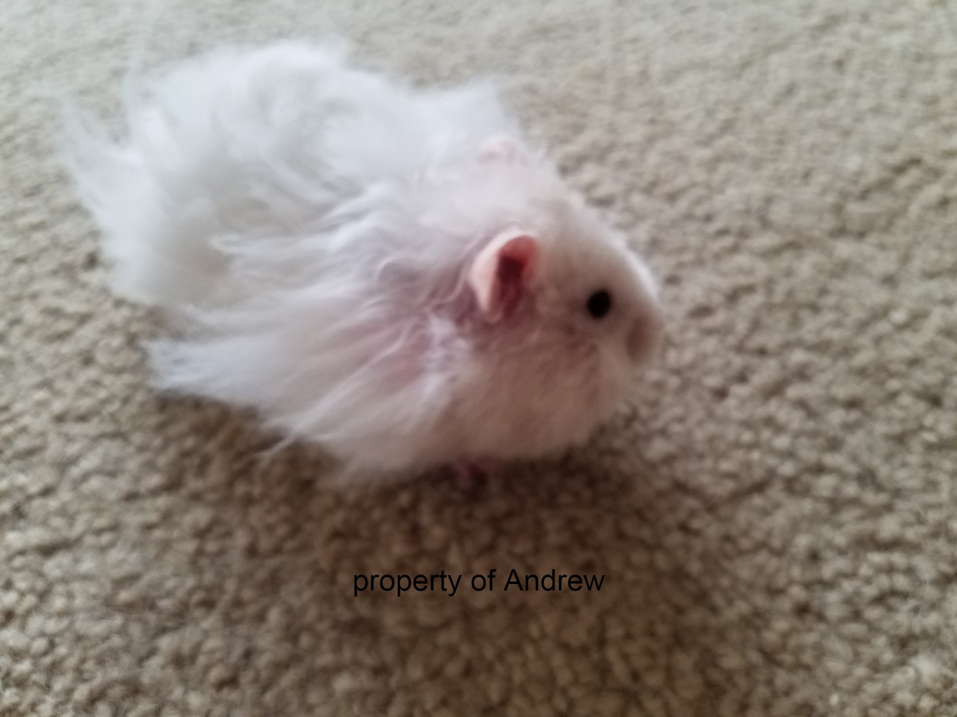 hamster