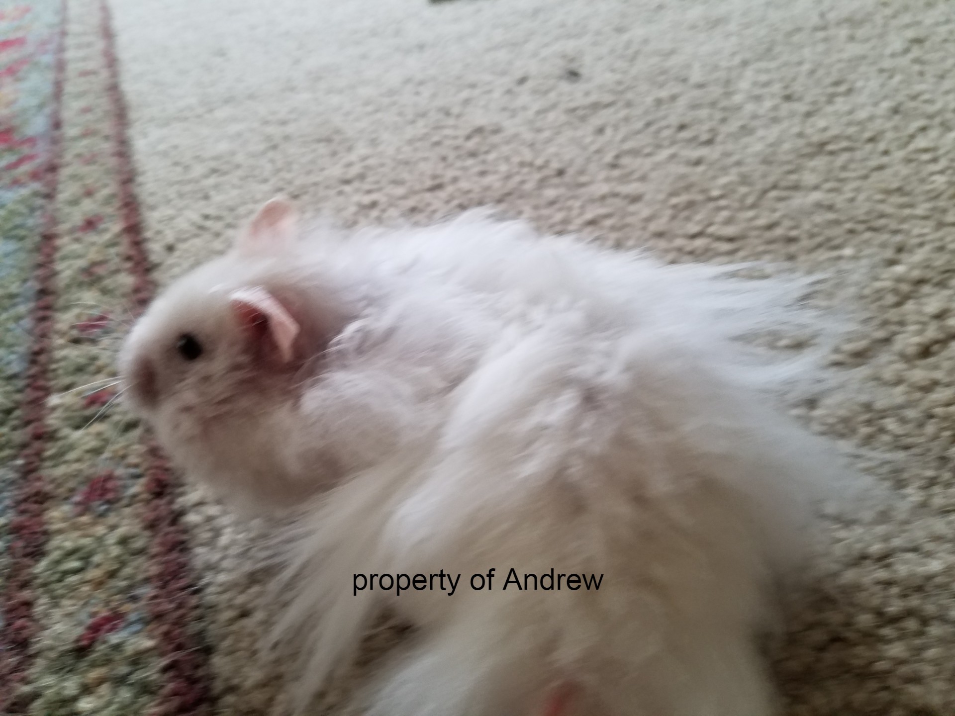 hamster