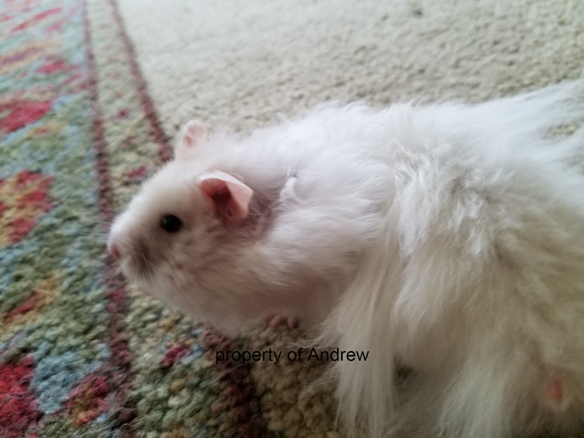 hamster