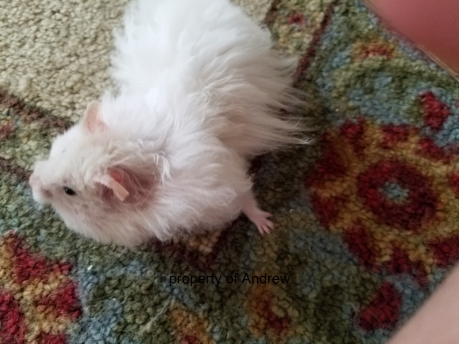 hamster