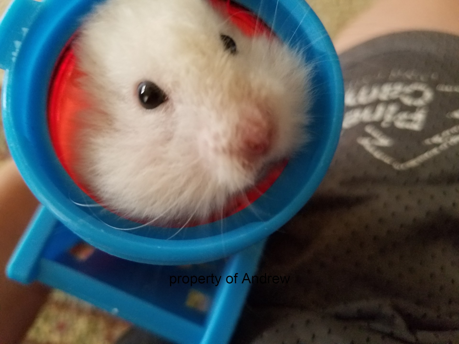 hamster